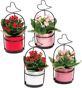 Mini Kalanchoe