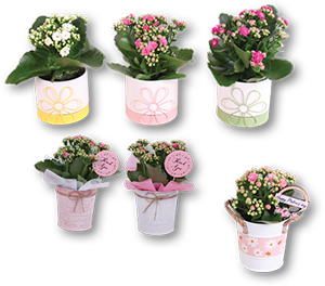 Kalanchoe Decoração Dia da Mãe