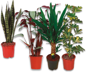 Mix Plantas Verdes 