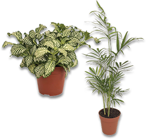 Plantas Mix