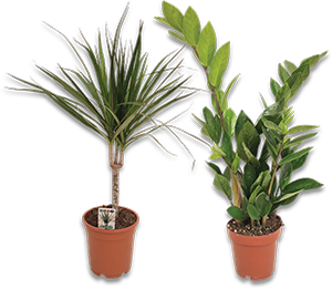 Plantas Mix