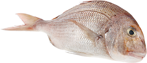 Pargo Grande 