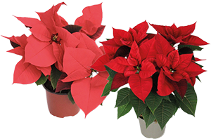 Poinsetia Estrela-de-Natal 