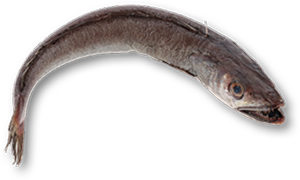 Pescada Fresca