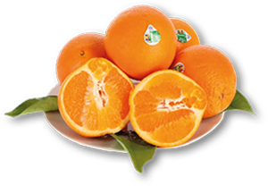 Laranja do Algarve IGP AUCHAN