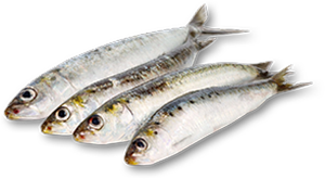 Sardinha Fresca 