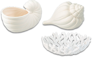 Concha Porcelana