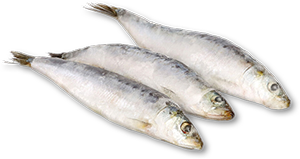 Sardinha Nacional AUCHAN 