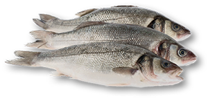 Robalo Fresco