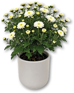 Chrysanthemum Mix 