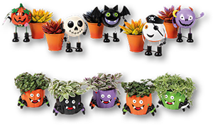 Mix de Plantas